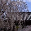 醍醐寺の桜③