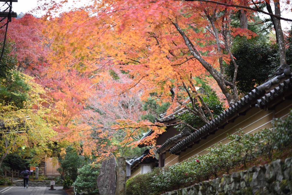 檀林寺の紅葉