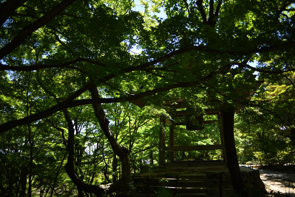 青紅葉の常寂光寺