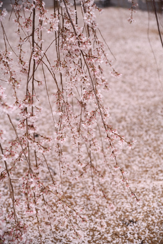 千本釈迦堂の阿亀桜