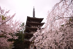 醍醐寺の桜②