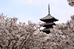 仁和寺の御室桜①