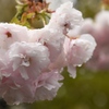 龍安寺の桜②