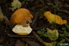 E2D33ED5-51D3-4D51-835C-0214175ECEE9