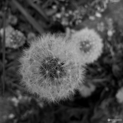 耳が潰れると脅されました