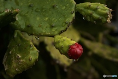 雨天乃仙人掌