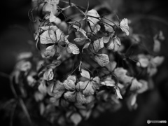 寒枯紫陽花