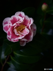 44B2CAA7-DB41-4072-A34D-C5A5E4A84297