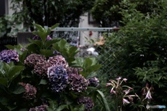 EA19E8B3-C5F2-419D-96E7-ABED78C1E09C