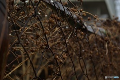 Viejo malla de alambre