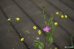 989178CA-3BAF-4DEB-989A-ED83702CDD5E