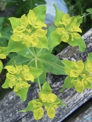 汚ったねぇベンチに半分腰掛け