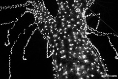 イソギンチャク