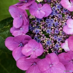 41443B2C-8F34-44DB-A171-C18BEE7FC38D