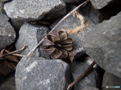 石間マンゴスチン