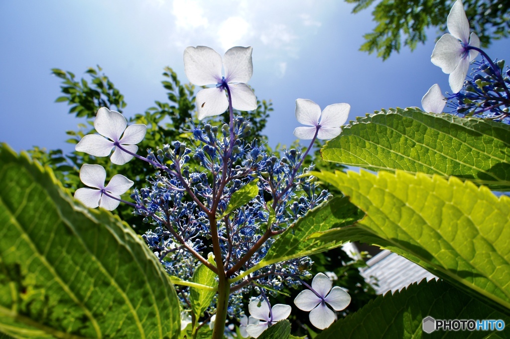 紫陽花の下の目