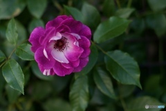 DE336BD5-D4B7-4D4D-B1CC-5B9A84EB18DB