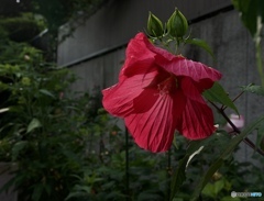 7F57C536-00C9-4B06-AD99-B2ADB5281ECA