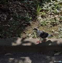 鳩目恐怖狂気感強