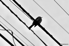 F9B7F7B7-BA46-49D6-BBC9-13417D70DD1E