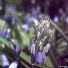 This is not asparagus.