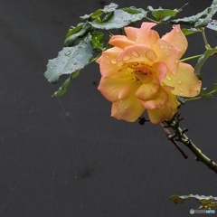 918D6FAD-1EB3-4D86-8C01-134D2CFEF329