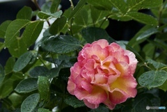 2993AE04-D430-4316-AC2F-DD1918BC09D4