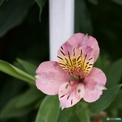 0BD58A9A-8609-4153-B587-72F2D9152355