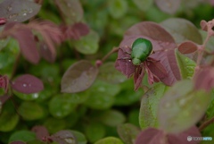 雨気持ち良かったね
