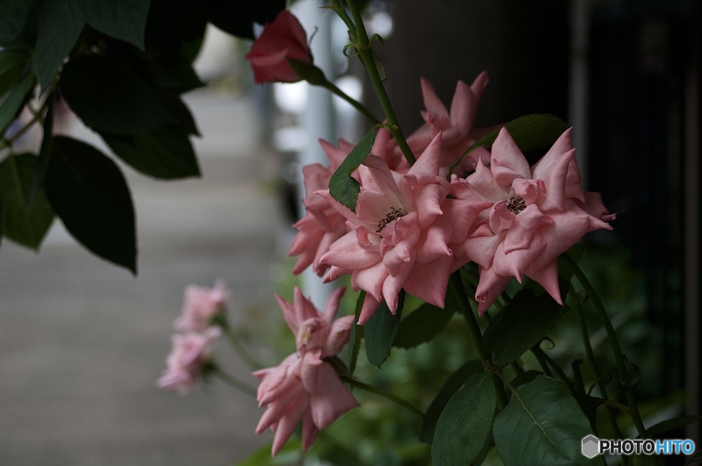 F1294F1A-4E8A-43AE-8595-23CB3E4A02ED