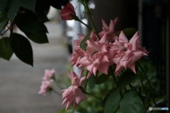 F1294F1A-4E8A-43AE-8595-23CB3E4A02ED