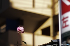 00922CFC-54D4-47FB-A858-96F794578CA3