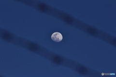 薔薇線越しの月