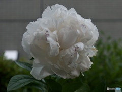 79756E4A-FEF4-4B7D-ABF1-89E619A4A983
