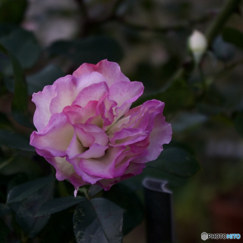 1F280B5D-2662-4377-AF3D-2A45CB729389