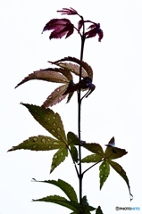 白飛びスケスケ