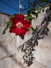 663DCD79-160E-4B20-B117-EB9CFE521648