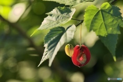 はらぺこあおむしインダハウス