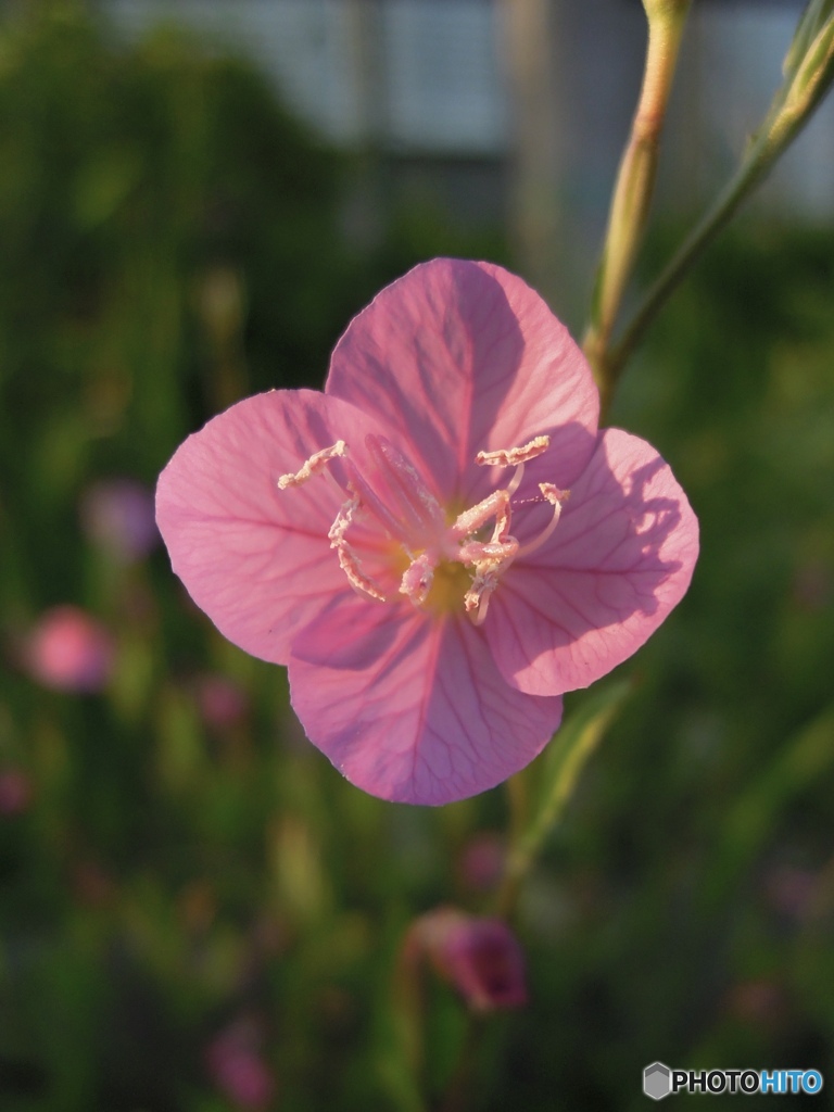 花冠におしべだかめしべの影