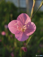花冠におしべだかめしべの影