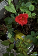 ポイ捨てやめろ