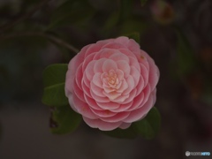 19DFEB04-04CA-45B4-AE3C-074C6B4AA42A