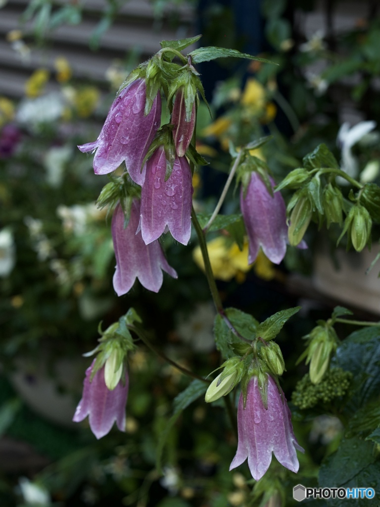 77C7B616-D353-44E7-A7B0-079750CA5D9F