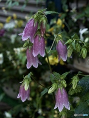 77C7B616-D353-44E7-A7B0-079750CA5D9F