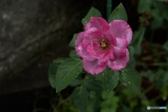 E4F6E370-37F8-40A2-B4A7-D85EEF3EE321