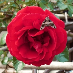 2040C8D5-5C45-4DCF-92DF-1361690FACE7