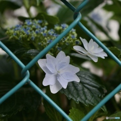 _IGP9668