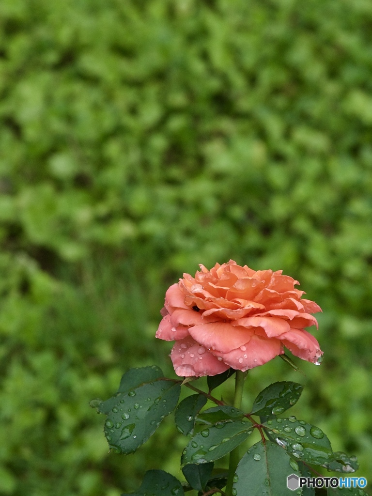 D3F2C450-A7C4-41C0-B739-A9675EA552D1