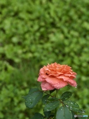 D3F2C450-A7C4-41C0-B739-A9675EA552D1