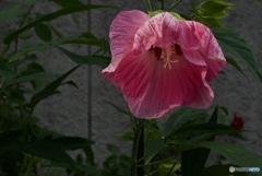 76D623F1-2B45-4535-B05D-82AC22ED0E0A